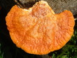 champignon rouge - macro