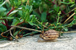 snail