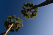 palms and blue sky