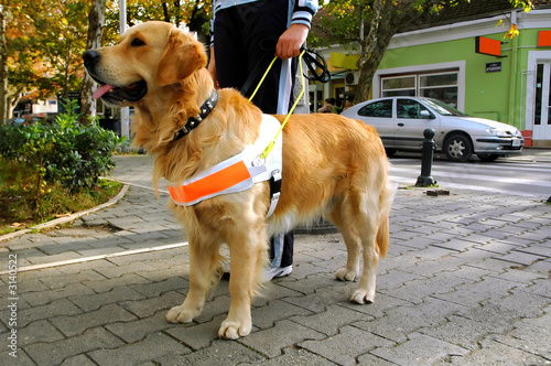 Foto: seeing eye dog seeing eye dog