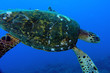 tortue
