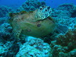 tortue