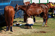 soins des chevaux