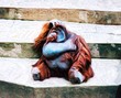 orang-outan