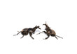 two bugs