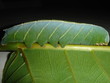 chenille verte gros plan