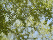 Desert Canopy