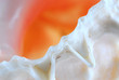 seashell fragment seashell fragment