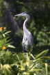 great blue heron great blue heron