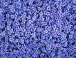 flower background flower background