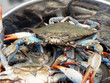 Photo: crab - blue crabs in pot 2 crab - blue crabs in pot 2