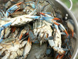 Photo: crab - blue crabs in pot crab - blue crabs in pot