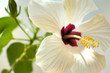 blume
