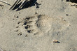 Photo: big bear paw print big bear paw print