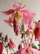 aquila (aquilegia)