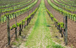 viñedo