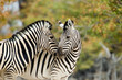 Photo: Zebra in love Zebra in love