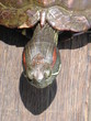 tortise - looking at you