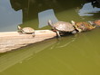 a row of tortises sunning under the sun