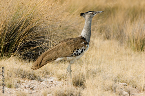 Photo: koori bustard koori bustard