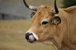 tête de vache