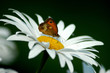 Image : papillon