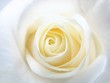 coeur de rose jaune pâle coeur de rose jaune pâle