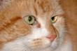 friendly cat portrait