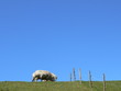 schafe auf dem deich