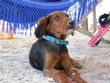 le chien