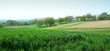 grass and orchards