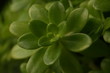 pianta