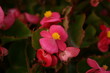 fiore violetta
