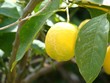garçon...une limonade!!