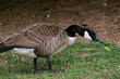 mad goose
