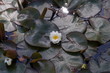 lily 2