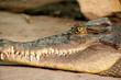 krokodil
