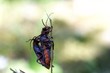 reproduction beetles