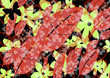 abstract floral background