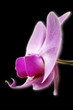 orchidée rose