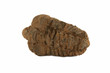 trilobite fossil