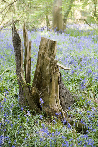 Photo: tree stump tree stump