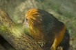 golden lion tamarin 2