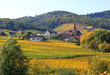 vignes