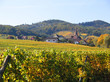 vignoble