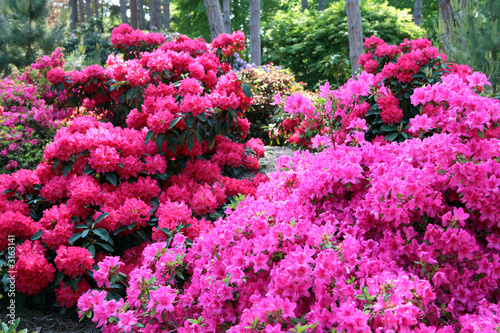 Photo: rhododendron en sous bois rhododendron en sous bois