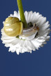 snail on white flower