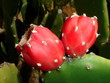 bourgeons de cactus rouges