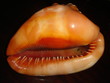 coquillage orangé