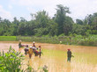 group of farmer women working in the ricefields for the harvest